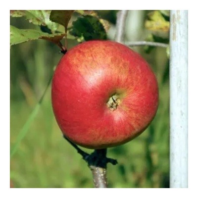 Яблоня зимняя: "Саженцы яблони «Дыямент»"