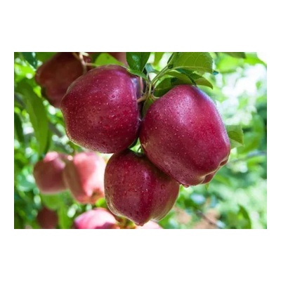 Яблоня осенняя: "Саженцы яблони «Ред Делишес»"